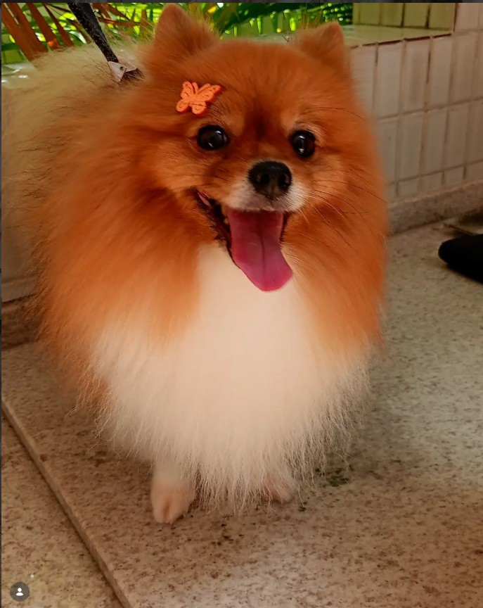 Cachorro bem cuidado após atendimento do Arnoldinho Banho & Tosa