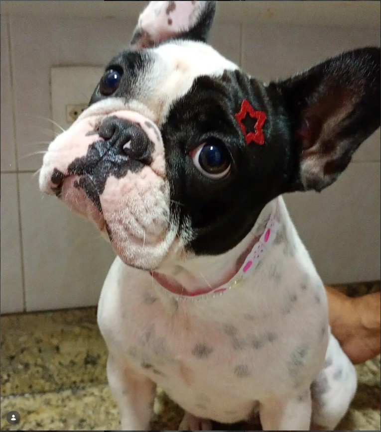 Pet de pelagem clara após atendimento de banho e tosa