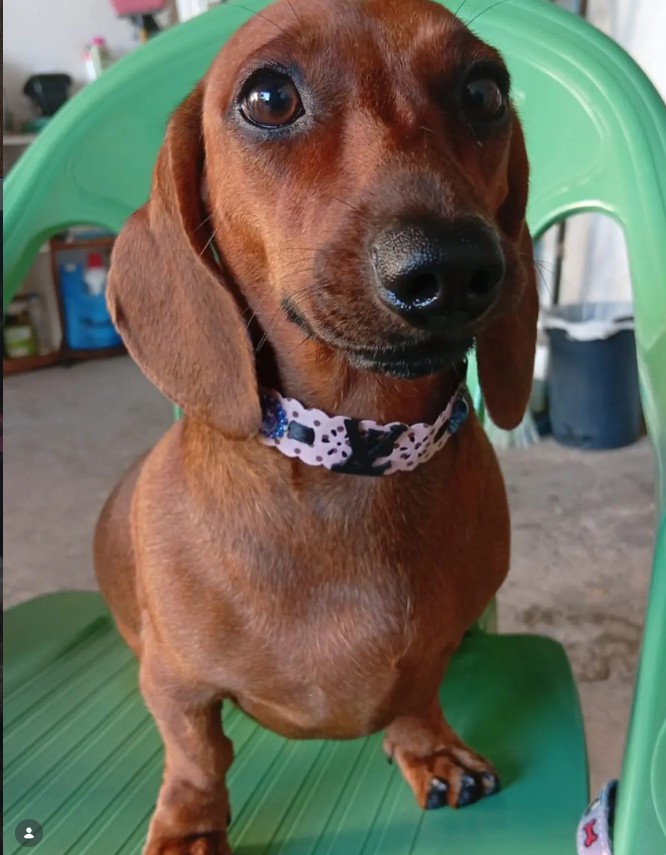 Pet atendido com expressão tranquila