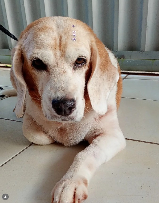 Cachorro após atendimento cuidadoso do Arnoldinho
